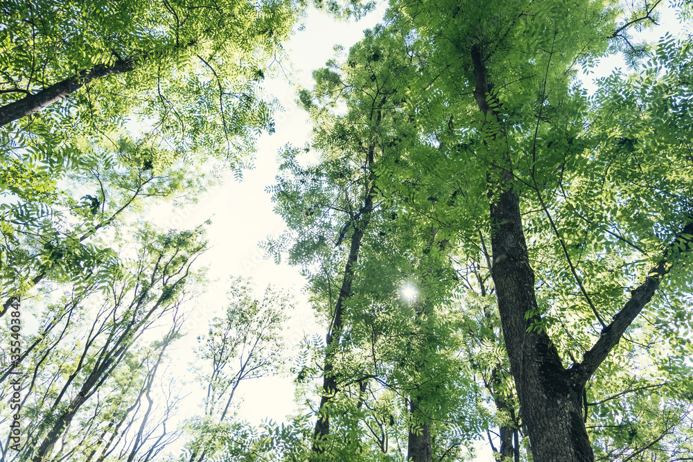Fototapeta premium Canopy of leaves from trees on a sunny day