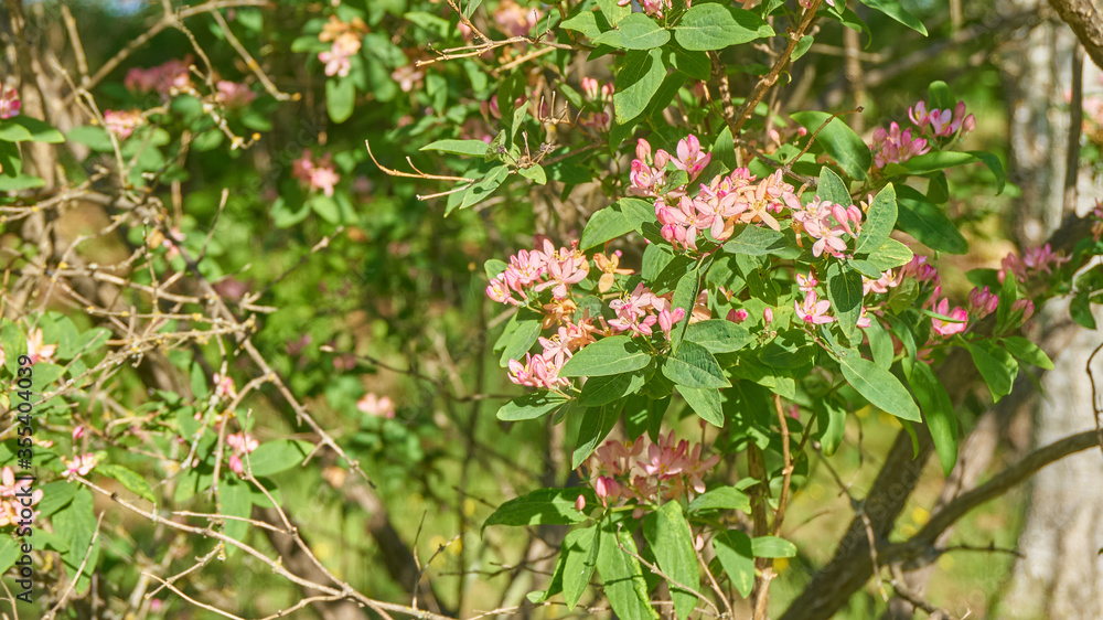 The pink flowers with green leaves, spring, Sweden 