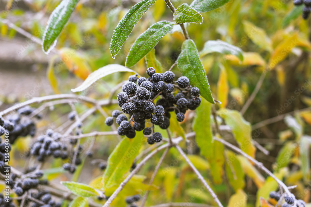 Poisonous black berries on the bush covered with hoarfrost Poisonous black berries on the bush covered with hoarfrost