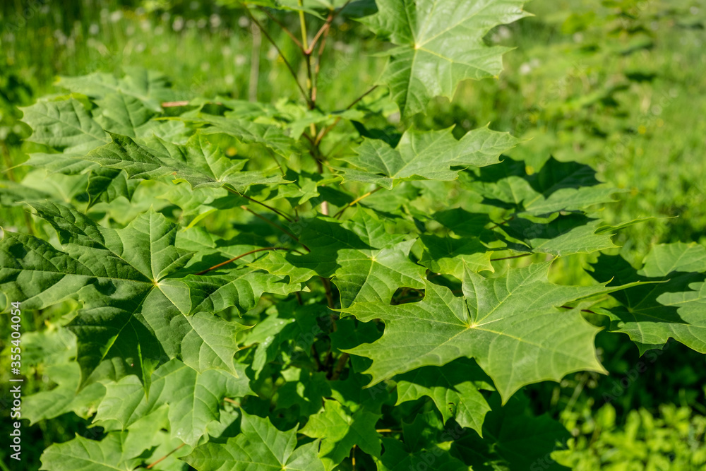 Leaves of a young tree on a green meadow Leaves of a young tree on a green meadow