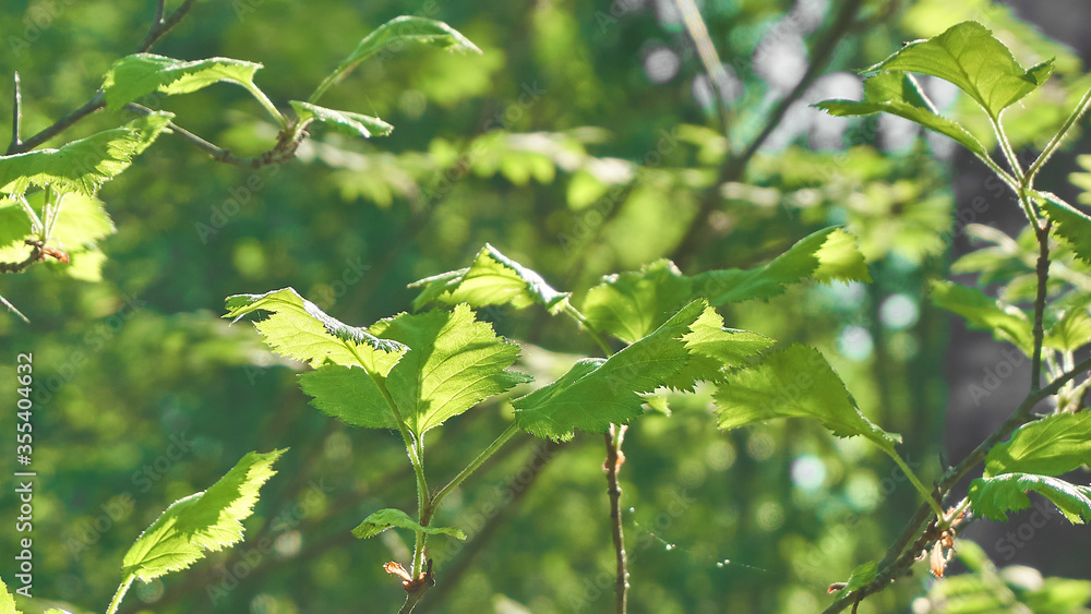 The leaves in sunlight, forest in Sweden. The leaves in sunlight, forest in Sweden.
