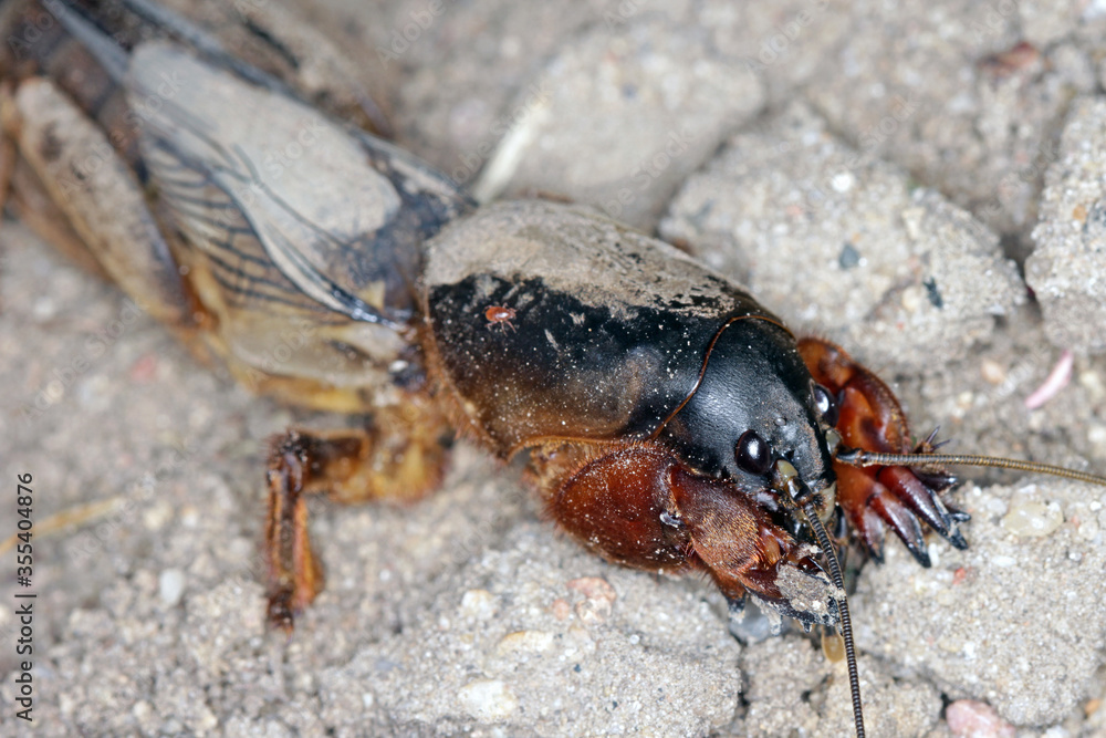 Adult of European Mole Cricket, Gryllotalpa gryllotalpa, on sandy Soil. high magnification