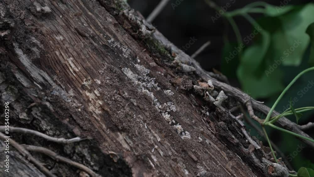 Ants protecting their offspring while help deteriorate deadwood Ants protecting their offspring while help deteriorate deadwood