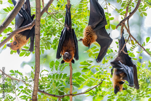 fruit bat on the tree in Thailand