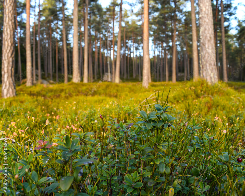 Obraz premium Spring in the forest, sweden
