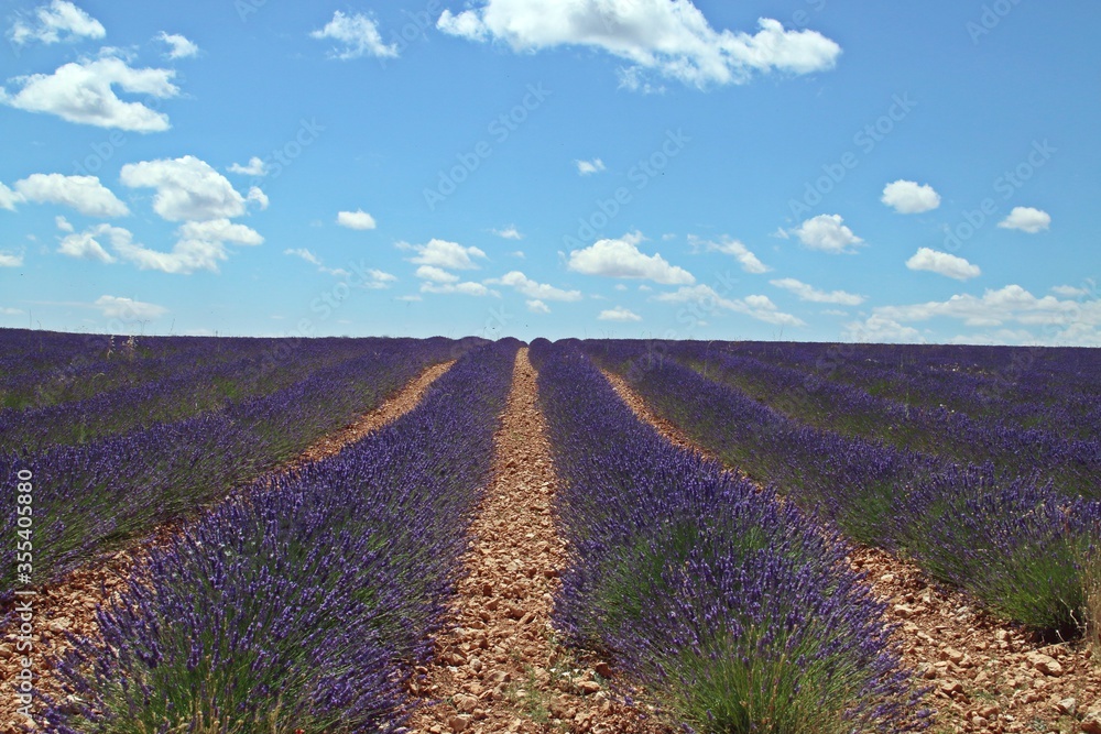 Fototapeta premium Campos de lavanda en floración en Brihuega, Guadalaja, España. Paisaje de interminables hileras de esta aromática planta medicinal en flor en los calurosos días de Julio.