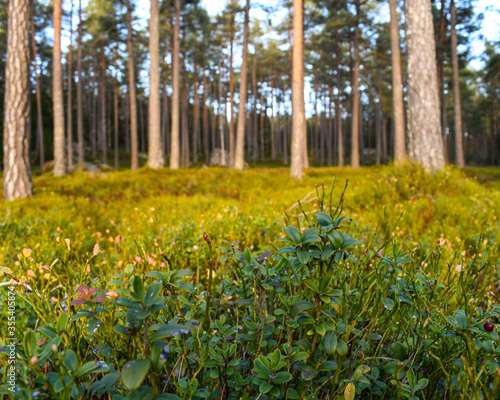 Spring in the forest, sweden