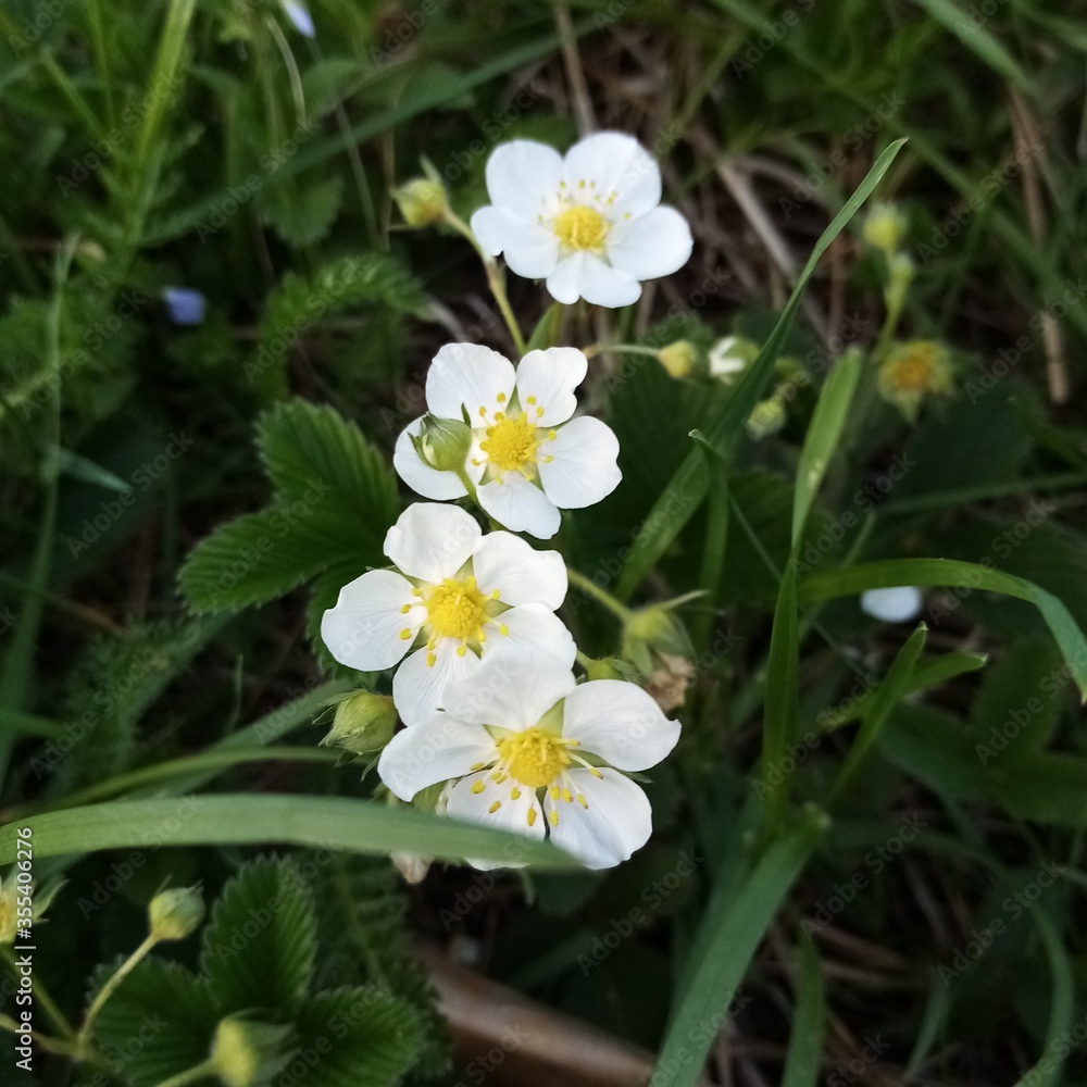 white and yellow flowers white and yellow flowers
