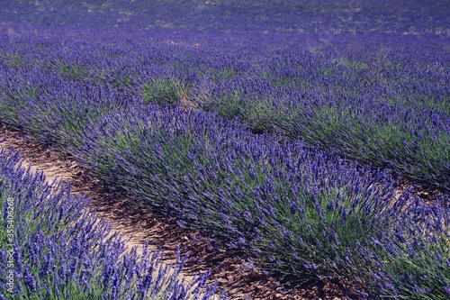 Campos de lavanda en floraci  n en Brihuega  Guadalaja  Espa  a. Paisaje de interminables hileras de esta arom  tica planta medicinal en flor en los calurosos d  as de Julio.