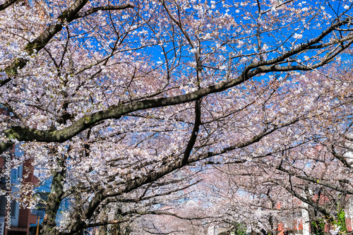 Wallpaper Mural 東京 中目黒の桜 Torontodigital.ca