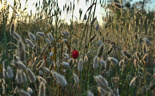 Coquelicot rouge au milieu d'un champ d'herbes sauvages : la nature brute