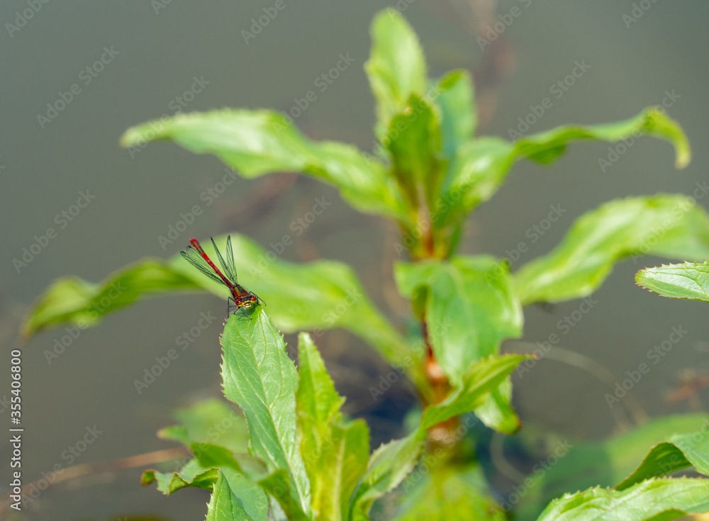 Close up Macro Shot of small red british damselfly in pond aquatic plant setting Close up Macro Shot of small red british damselfly in pond aquatic plant setting