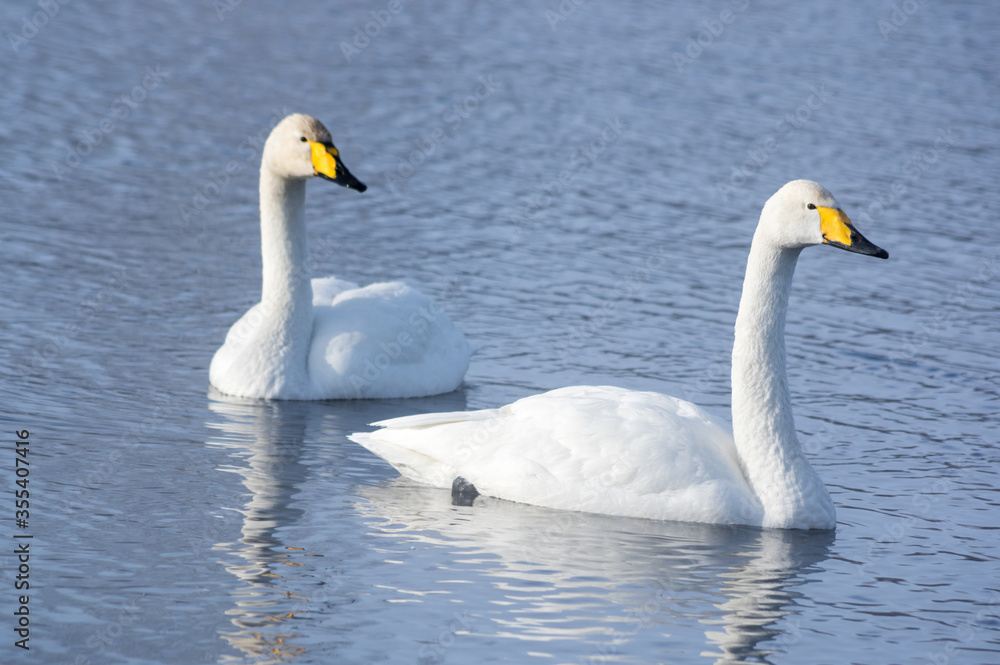 White swans swimming in the nonfreezing winter lake White swans swimming in the nonfreezing winter lake