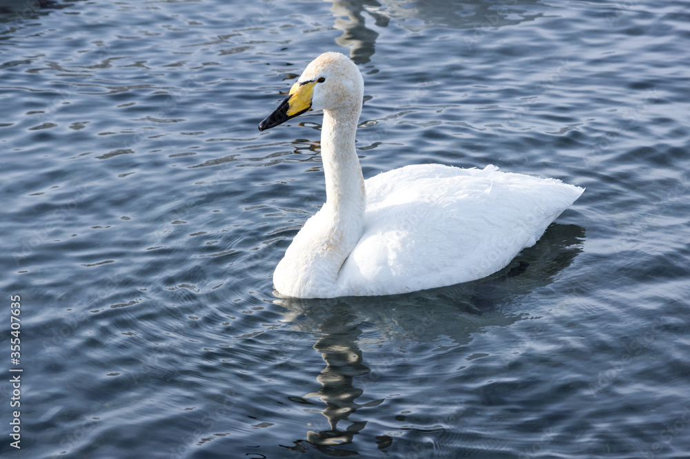 Fototapeta premium White swans swimming in the nonfreezing winter lake