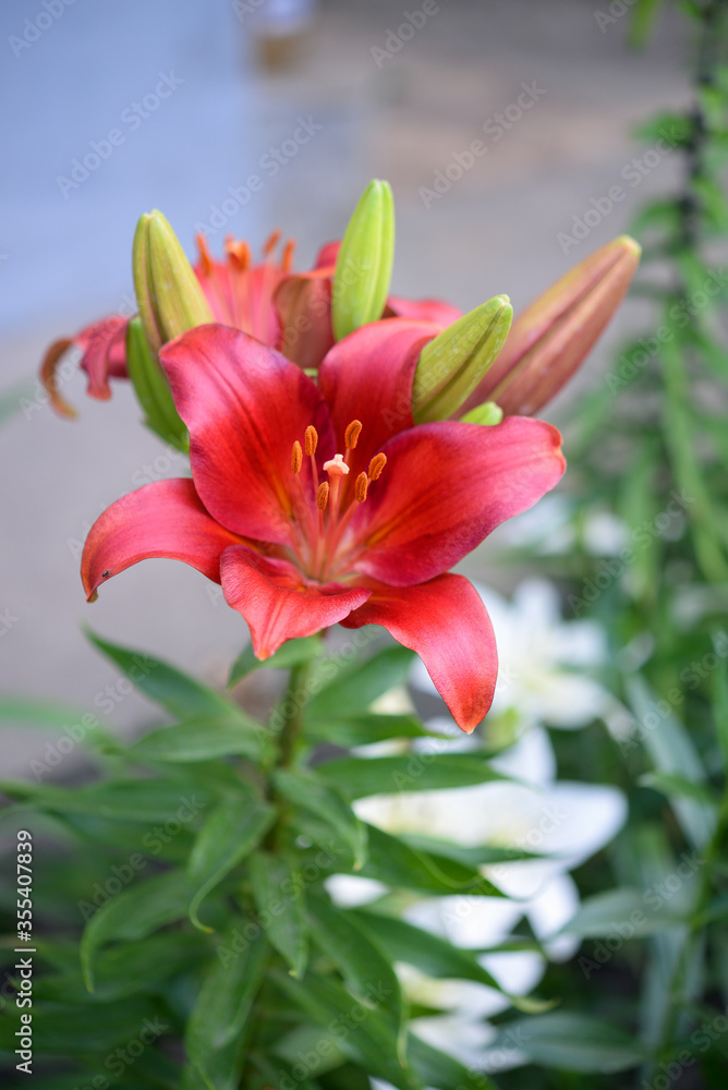 Blooming lily on a green background Blooming lily on a green background