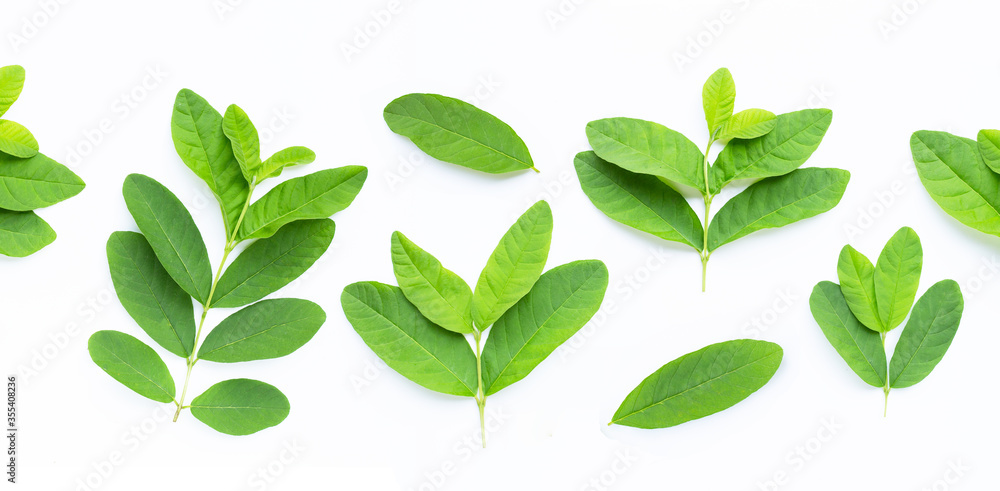 Guava leaves on white background. Guava leaves on white background.