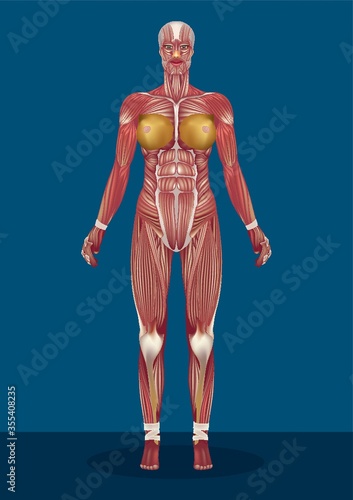 female human body muscles
