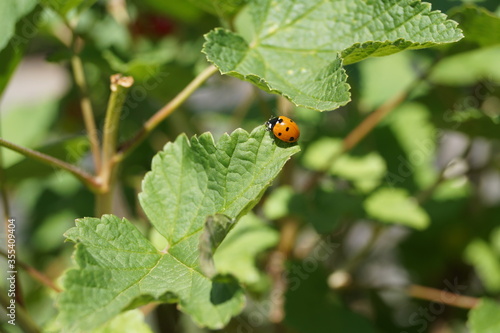 Marienkäfer