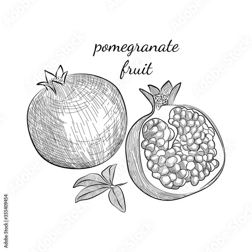 Fruit garnet pomegranate concept in hand drawn sketch style. Engrave design big conceptual collection. Vector isolated illustration