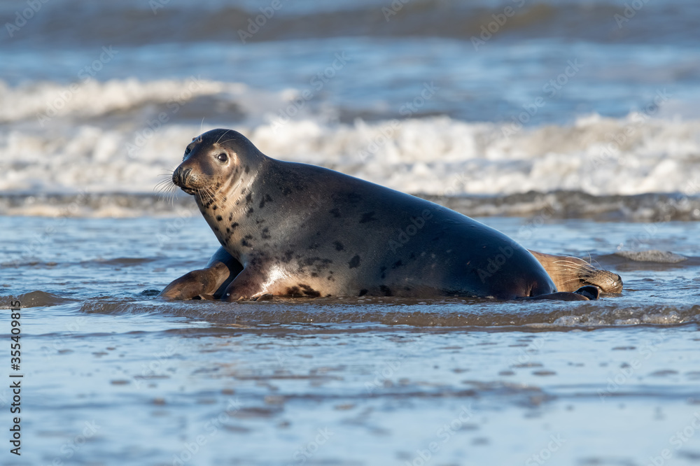 Fototapeta premium Harbor Seals (Phoca vitulina) playing in the tide