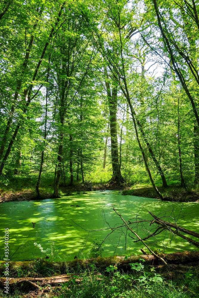 Obraz premium Fontainebleau forest landscape, France