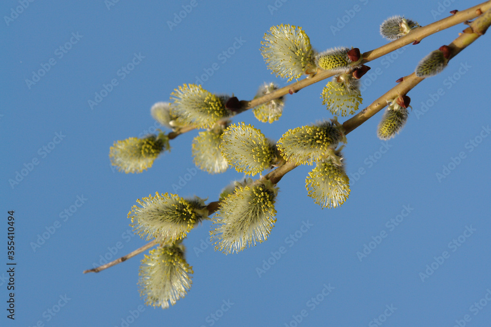 A close up of male catkins of Salix caprea (goat willow, great sallow). Flowering branch of pussy willow against the blue sky