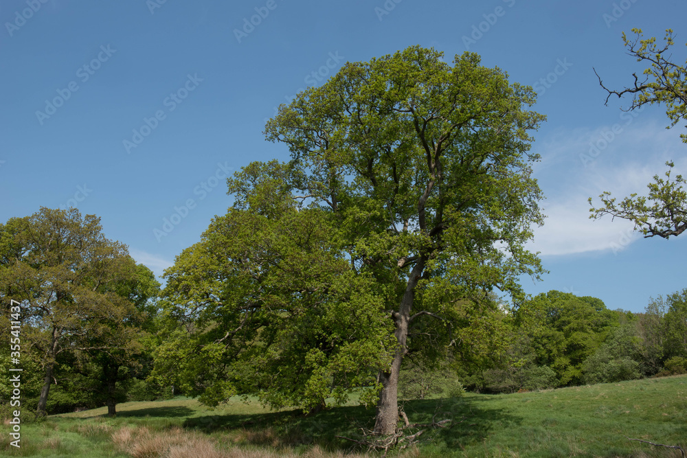 Green Foliage of a Deciduous Pedunculate, Common or English Oak Tree (Quercus robur) Growing in a Field in Rural Devon, England, UK Green Foliage of a Deciduous Pedunculate, Common or English Oak Tree (Quercus robur) Growing in a Field in Rural Devon, England, UK