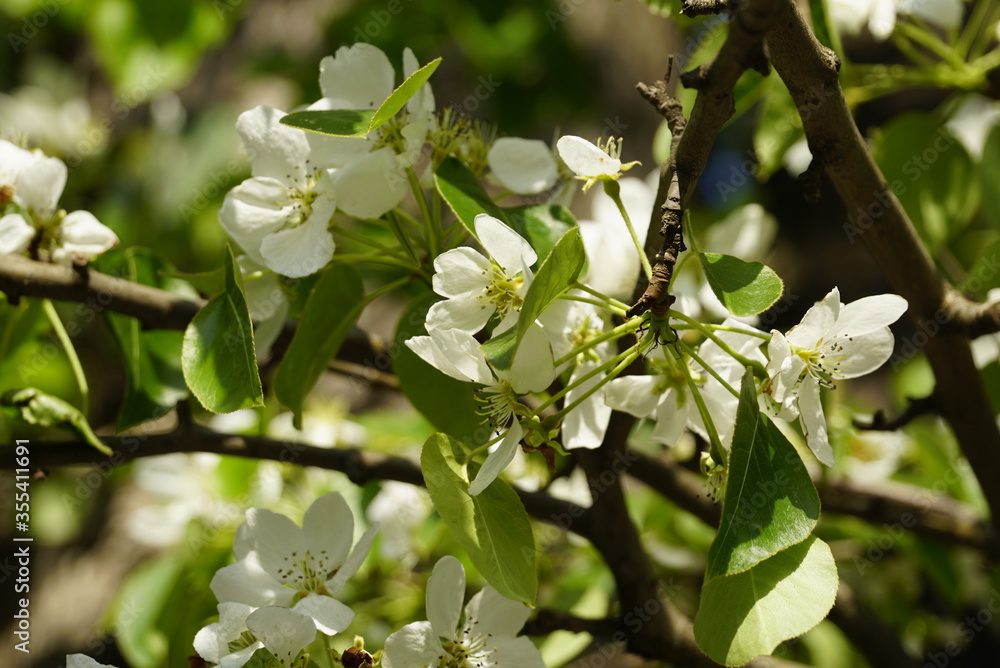Fototapeta premium white blossom of pear tree. Sunny day of spring, background
