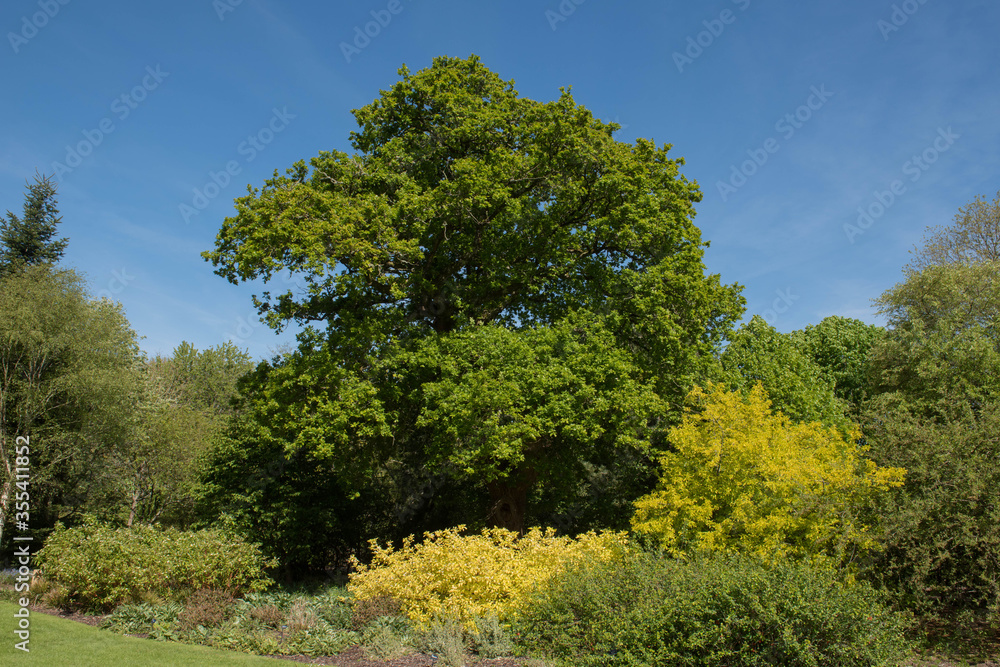 Green Foliage of a Deciduous Pedunculate, Common or English Oak Tree (Quercus robur) Growing in a Field in Rural Devon, England, UK