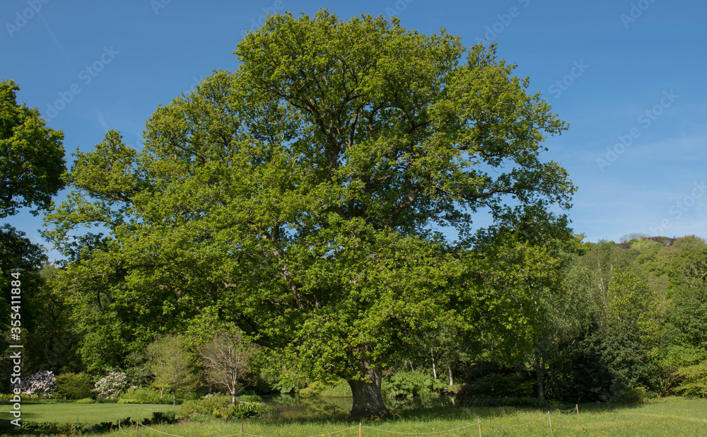 Green Foliage of a Deciduous Pedunculate, Common or English Oak Tree (Quercus robur) Growing in a Field in Rural Devon, England, UK Green Foliage of a Deciduous Pedunculate, Common or English Oak Tree (Quercus robur) Growing in a Field in Rural Devon, England, UK