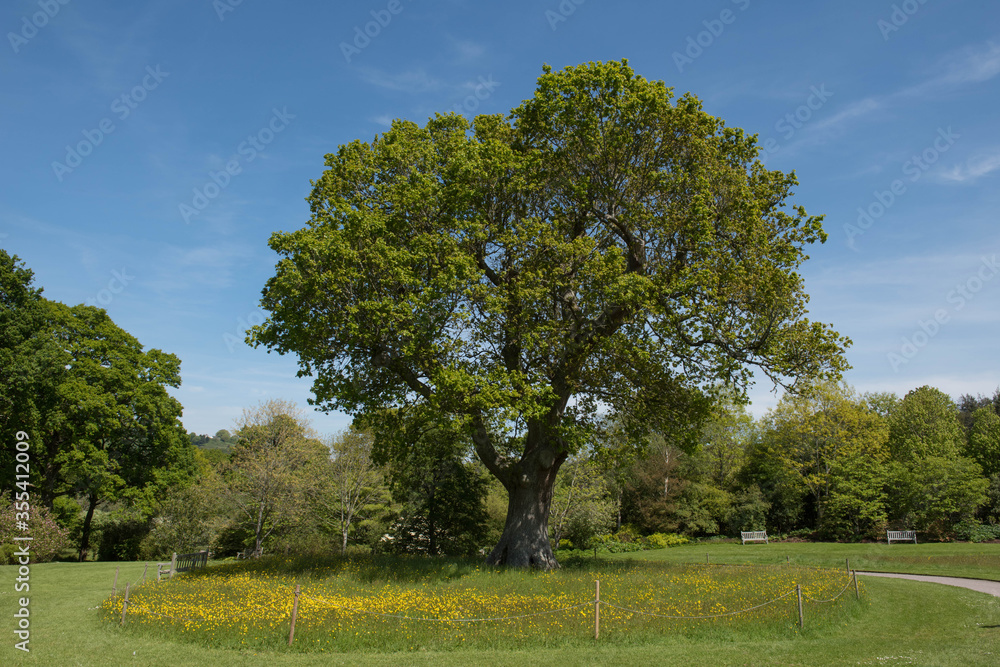 Green Foliage of a Deciduous Pedunculate, Common or English Oak Tree (Quercus robur) Growing in a Field in Rural Devon, England, UK Green Foliage of a Deciduous Pedunculate, Common or English Oak Tree (Quercus robur) Growing in a Field in Rural Devon, England, UK