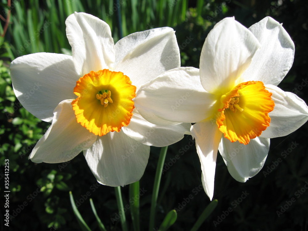 Fototapeta premium Blume