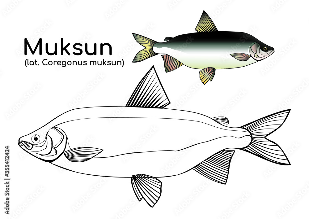 Fototapeta premium Coloring book Coloring with a painted example of a northern fish. Muksun (Latin: Coregonus muksun) is a freshwater fish from the whitefish genus. Vector fish in lines.