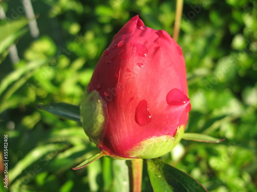 Blume
