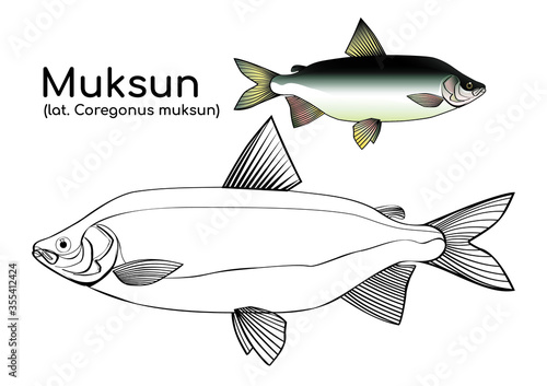 
Coloring book Coloring
with a painted example of a northern fish. Muksun (Latin: Coregonus muksun) is a freshwater fish from the whitefish genus. Vector fish in lines.