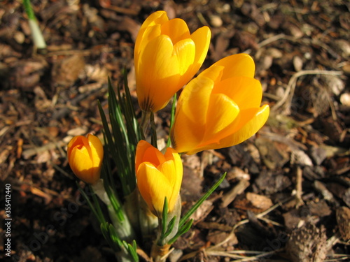 Blume