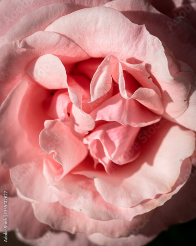 close up of pink rose © Dean