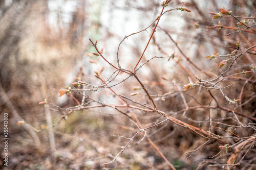 Spring branches of a shrub