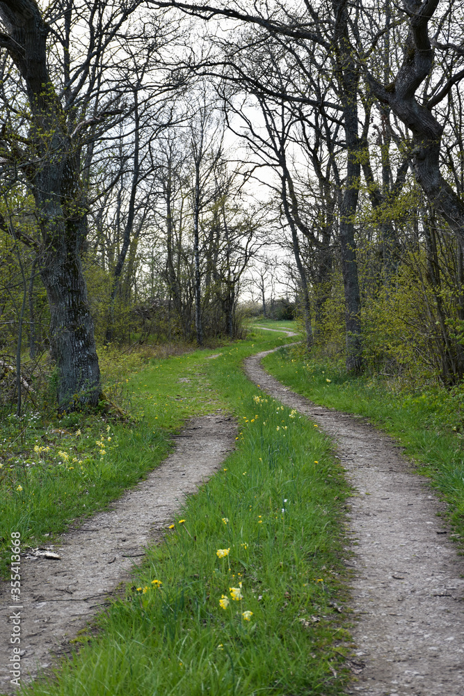 Fototapeta premium Green country road in spring season