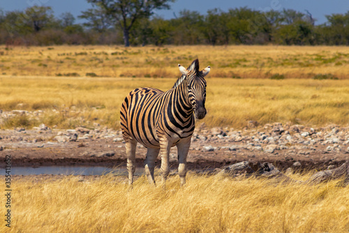 Wild african animals. African Mountain Zebra standing in grassland. Etosha National Park.