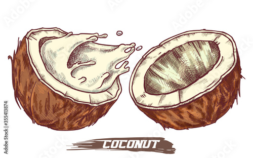 Sketch of coconut fruit, coconut milk splash
