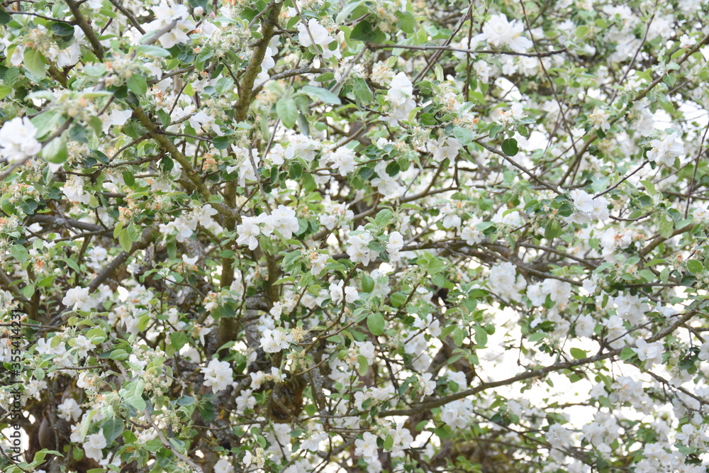 Pommier en fleure Pommier en fleure