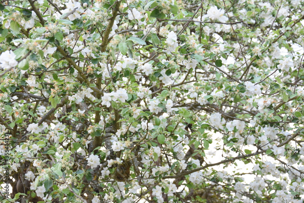 Pommier en fleure