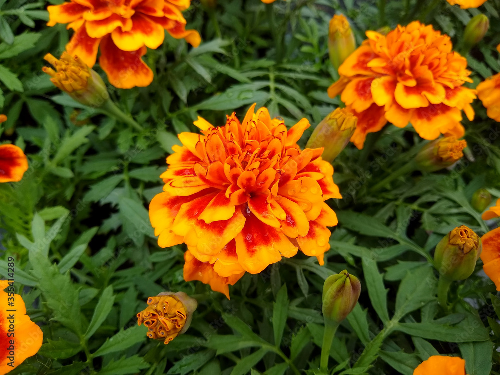 Fototapeta premium Marigold French 'Bonanza Flame'