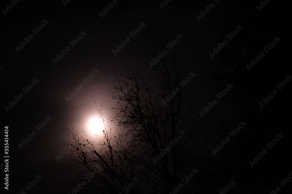 moon shining between trees moon shining between trees