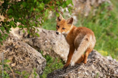The Fox stands on a rock and looks at the camera. Vulpes vulpes © Tatiana