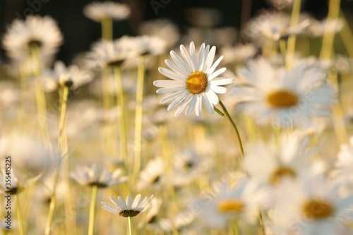 Fototapeta Naklejka Na Ścianę i Meble -  Daisies on a spring meadow at sunset