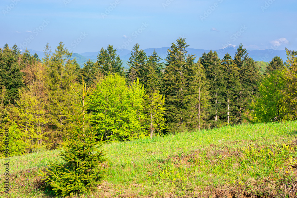 forest in a mountain landscape. trees on the grassy hill of the beautiful scenery. wonderful sunny nature background. distant peak in snow forest in a mountain landscape. trees on the grassy hill of the beautiful scenery. wonderful sunny nature background. distant peak in snow