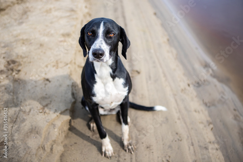 Dog breed pointer, sitting on the sandy Bank of the river and looks at the camera