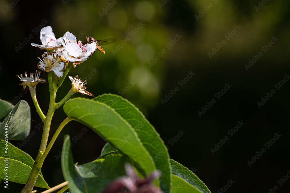pear tree branch with flowers, green leaves and small pears pear tree branch with flowers, green leaves and small pears